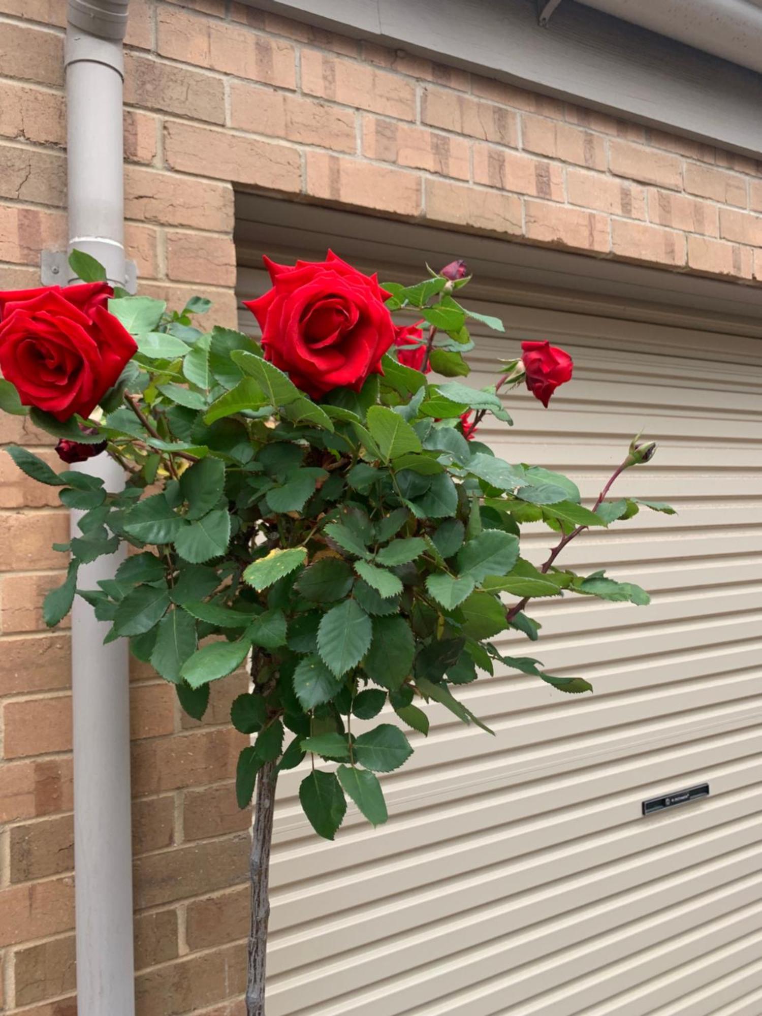 Adelaide Style Accommodation-Close To City-North Adelaide-3 Bdrm- Free Parking Exterior foto